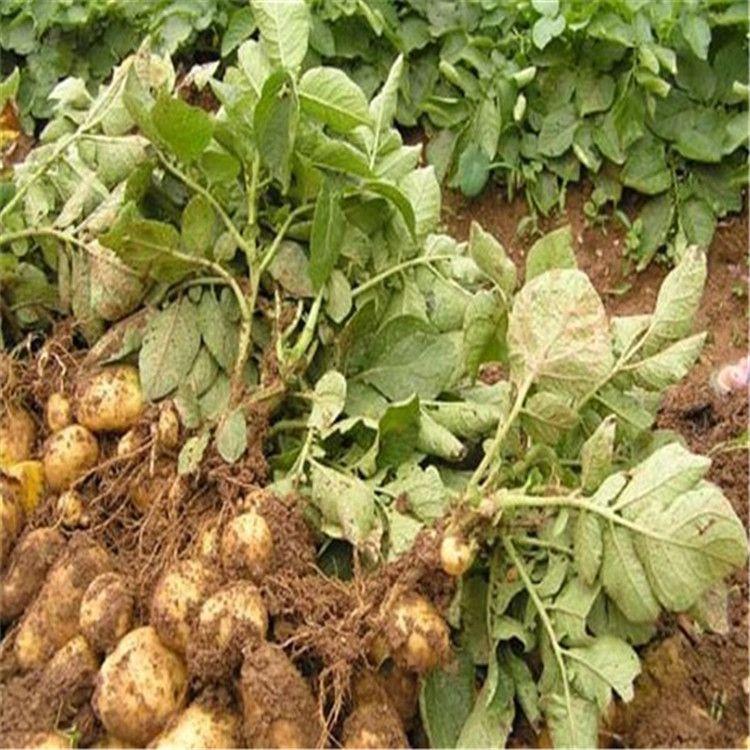山西省农业农村厅安排部署2021年马铃薯产业发展工作