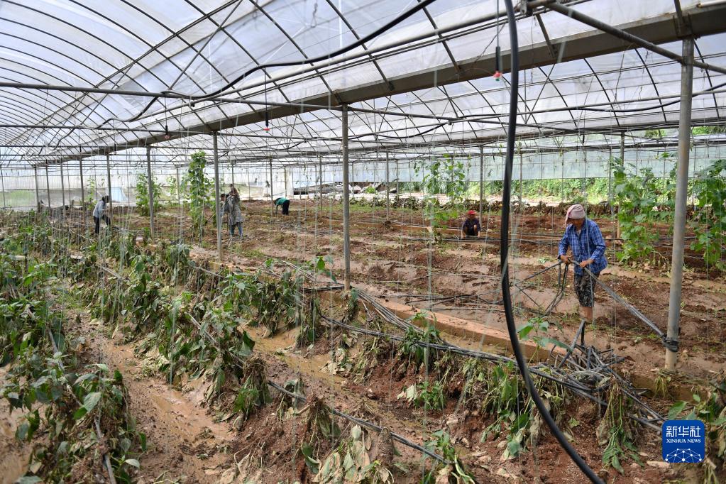 抢农时，减损失——湖南湘西洪涝灾区加紧恢复农业生产见闻