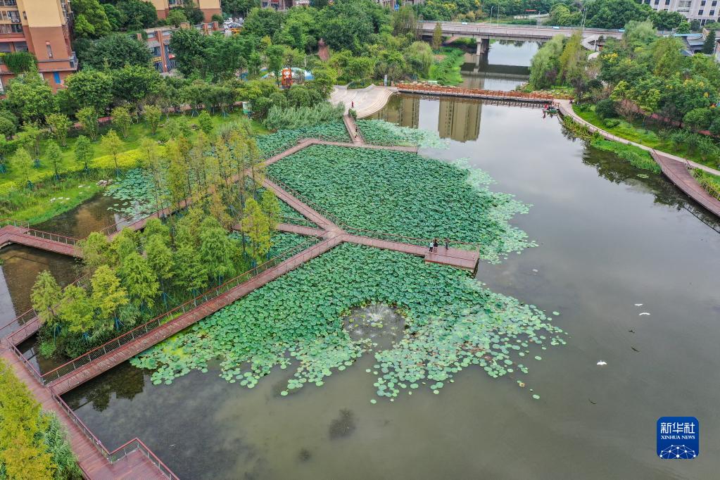 重庆南岸：昔日臭水沟变身生态公园 苦竹溪生态修复显成效