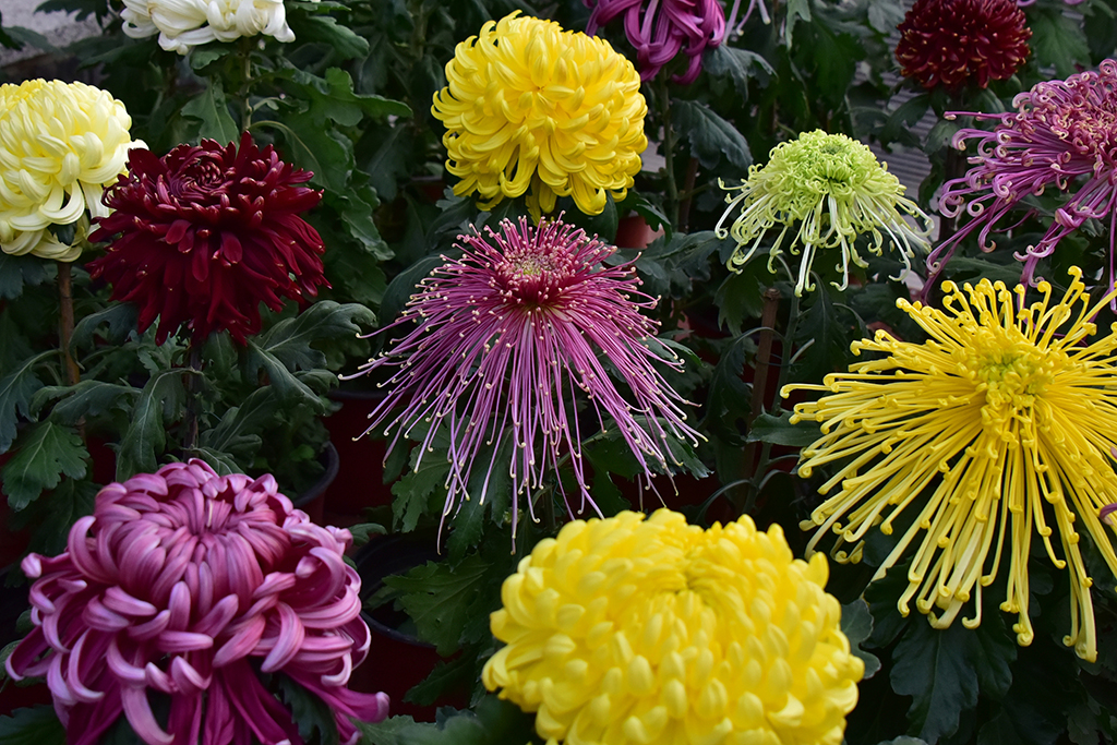 北海公园菊花盛放 色彩斑斓鲜艳夺目