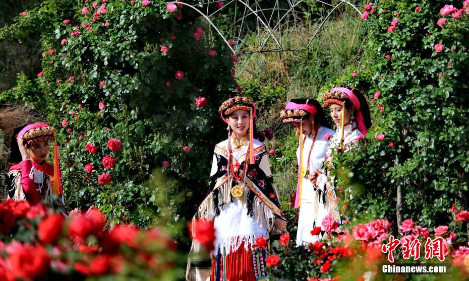四川丹巴甲居藏寨20余亩玫瑰花盛开美如画